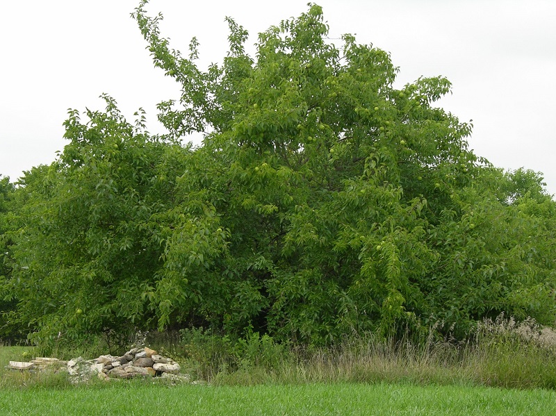 Osage Orange, Hedge Apple,  Horse Apple, Monkey Ball, or Bodock Maclura Pomiferais